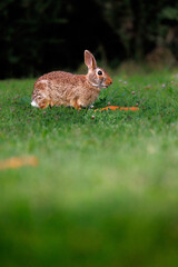 Old world rabbit (Oryctolagus cuniculus) in grass in Piemont