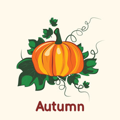 Pumpkin vector illustration. Autumn pumpkin for Halloween, for mid fall holiday. Harvest.
