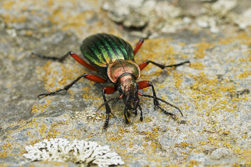 Frontal closeup on a colorful metalling green and red ground beetle, Carabus auronitens in Austria