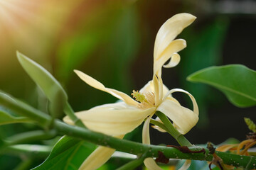 White Champaka Flowers and Green Leaves with Sunlight.