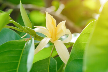 White Champaka Flowers and Green Leaves with Sunlight.