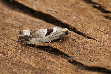 Closeup on the small Small Birch Bell tortricid moth, Epinotia ramella sitting on wood