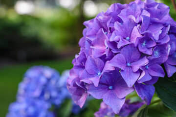 Blooming Hydrangea