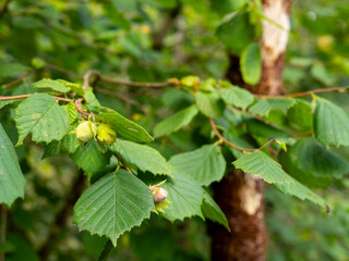 detail of hazelnuts hanging on a branch of a common hazel tree (Corylus avellana) with blurred...
