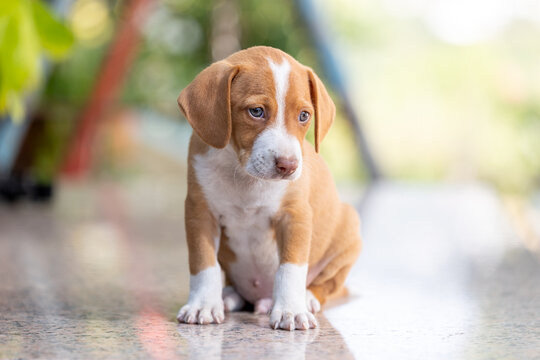 Beagle puppy taking his first steps