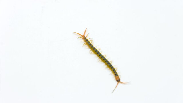 colorful cenitipede, scolopendra, moving on an isolated white background