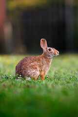 Old world rabbit (Oryctolagus cuniculus) in grass in Piemont
