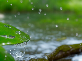 water drops on leaf