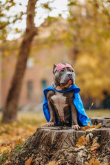 Walk in the park with the dog. A dog in a superhero costume. © sergo321