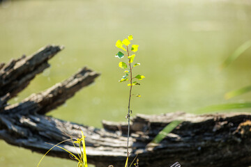 Plant in the reeds