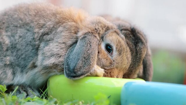 Two rabbits eating food from same green bowl in outdoors