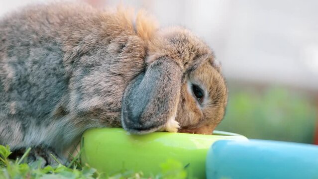 Hungry Rabbit Eating Food From Green Bowl In Outdoors, Side View