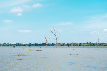 landscape of deforestated  rainforest in cambodia