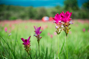 Pink Krachiew flowers grow at the Krachiew flower field in Sai Thong National Park, Chaiyaphum province, Thailand