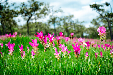 Obraz na płótnie Canvas Pink Krachiew flowers grow at the Krachiew flower field in Sai Thong National Park, Chaiyaphum province, Thailand