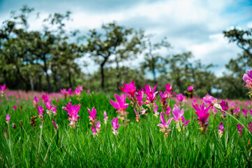 Pink Krachiew flowers grow at the Krachiew flower field in Sai Thong National Park, Chaiyaphum province, Thailand