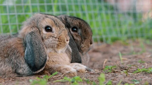 Two rabbits lying in enclosure in outdoors, side view