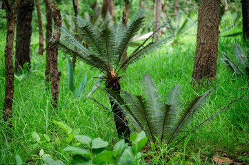 Mountain cycad growing on a forest trail in Sai Thong National Park, Chaiyaphum province, Thailand