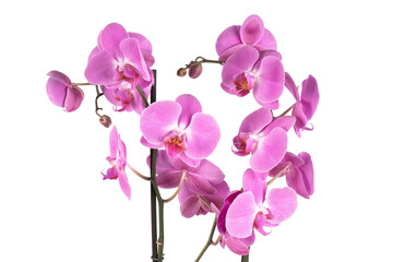 Fototapeta na wymiar pink orchid isolated