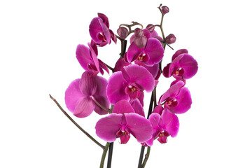 pink orchid isolated on white