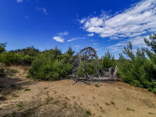 Green bushes on the stony road to the beach of the island of Rab