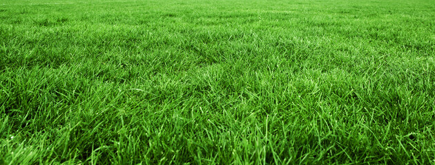 Digital png photo of field of grass on transparent background