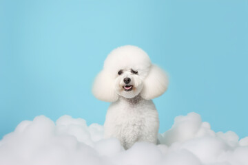 Cute white dog with fluffy fur. Pet, grooming, salon, minimal background with copy space