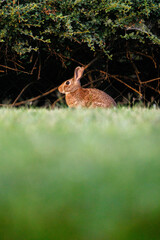 Old world rabbit (Oryctolagus cuniculus) in grass in Piemont