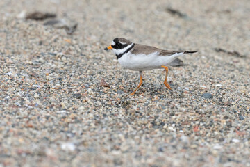Common ringed plover (Charadrius hiaticula) on the beach