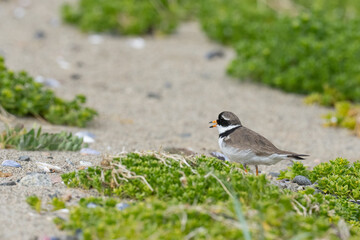 Common ringed plover (Charadrius hiaticula) on the beach