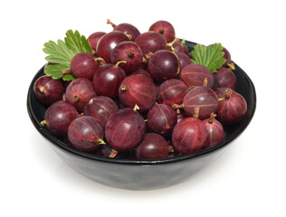 Gooseberry, Ribes, uva-crispa