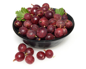 Gooseberry, Ribes, uva-crispa