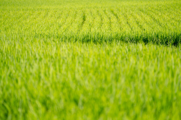 夕暮れに輝く青い