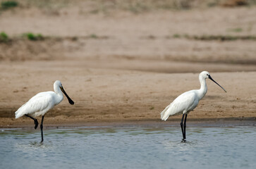 Flock of Eurasian spoonbill (Platalea leucorodia), or common spoonbill hunting fish in shallow water. Wading birds. Bird wallpaper.