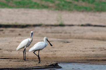 Flock of Eurasian spoonbill (Platalea leucorodia), or common spoonbill hunting fish in shallow water. Wading birds. Bird wallpaper.