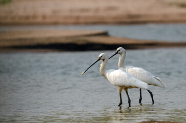 Flock of Eurasian spoonbill (Platalea leucorodia), or common spoonbill hunting fish in shallow water. Wading birds. Bird wallpaper.