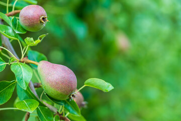 Organic pears on a tree