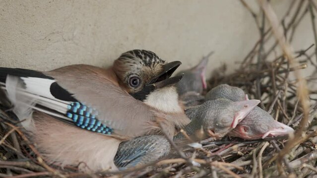 Blue jay mother with chiks in a nest
