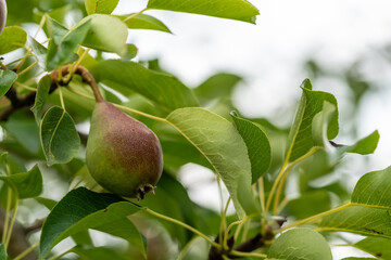 Organic pears on a tree