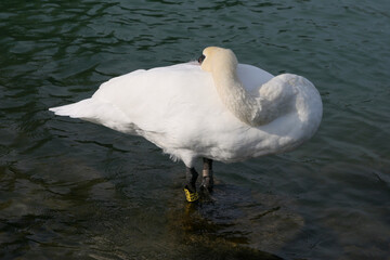 swan on the lake Balaton, Hungary