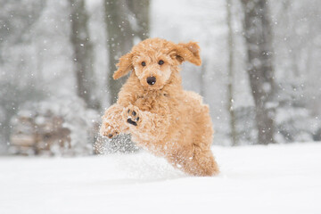 Poodle snow fun. Poodle puppy in the snowy Vienna Woods, Austria