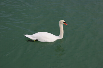 swan on the lake Balaton, Hungary
