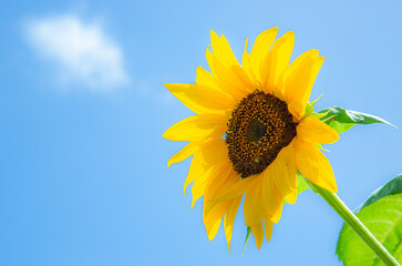 真夏のひまわり