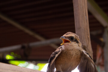 close up pentet chick or Lanius schach is a small predator that usually eats insects and also...