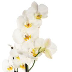 white orchid