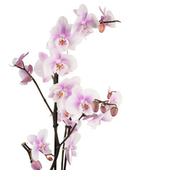 pink orchid flowers