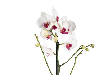 Obraz premium orchid isolated on white