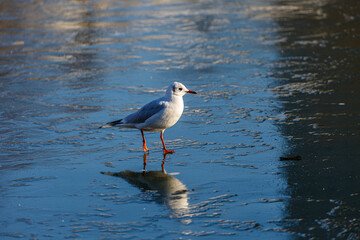 Seagull walking on a frozen lake