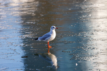 Seagull walking on a frozen lake