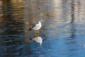 Seagull walking on a frozen lake